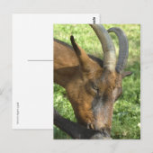 Postkarte der Alpenziege (Vorne/Hinten)