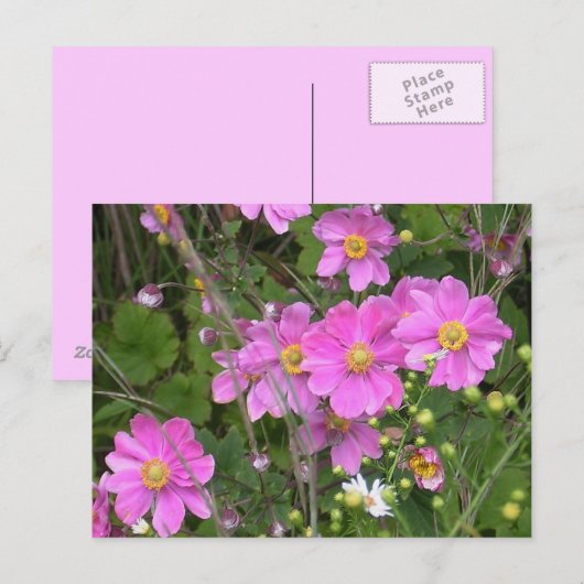 Postkarte der Anemonen (Vorne/Hinten)