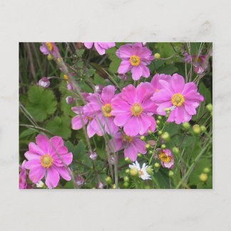 Postkarte der Anemonen