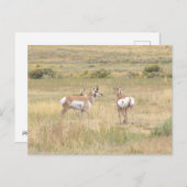 Postkarte der Antilope in Yellowstone (Vorne/Hinten)