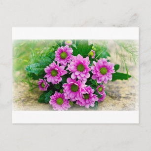 Postkarte der Asters