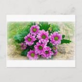 Postkarte der Asters (Vorderseite)