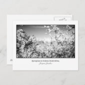 Postkarte der Birnenblüten (Vorne/Hinten)