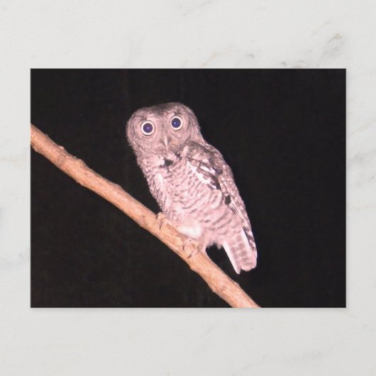 Postkarte der Eule (Vorderseite)
