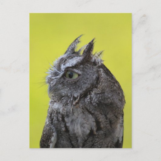 Postkarte der Eule (Vorderseite)
