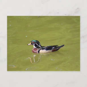 Postkarte der hölzernen Ente