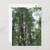 Postkarte der Kathedrale Grove (Vorne/Hinten)