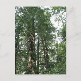 Postkarte der Kathedrale Grove