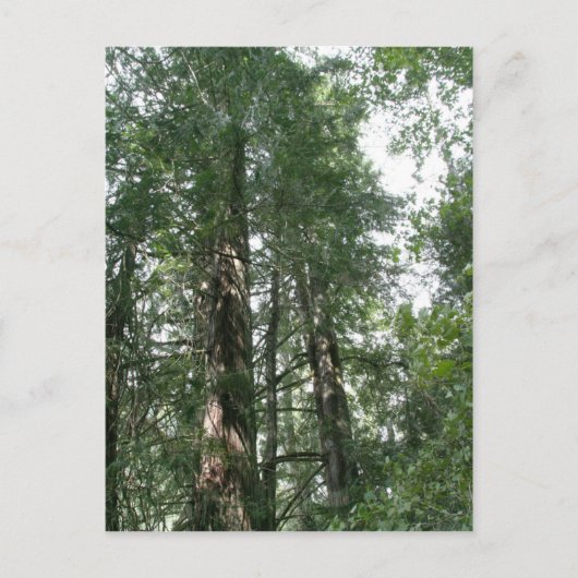 Postkarte der Kathedrale Grove (Vorderseite)