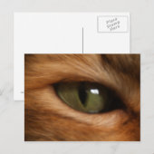 Postkarte der Katze (Vorne/Hinten)