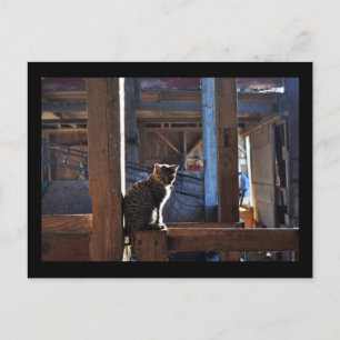 Postkarte der Katze. Denis.