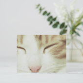 Postkarte der Katze mit Filipos Apollo (Stehend Vorderseite)