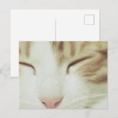 Postkarte der Katze mit Filipos Apollo (Vorne/Hinten)