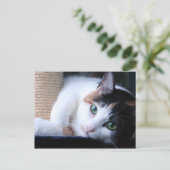 Postkarte der Katze mit kratzenden Post. (Stehend Vorderseite)