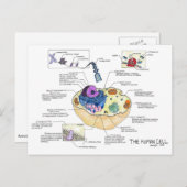 Postkarte der menschlichen Zellen (Vorne/Hinten)