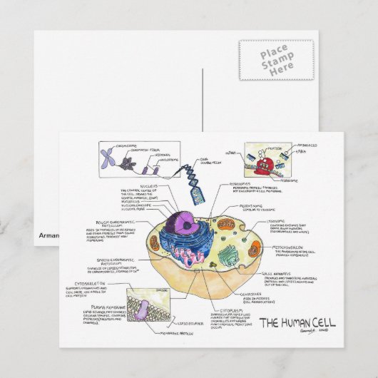 Postkarte der menschlichen Zellen (Vorne/Hinten)