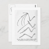 Postkarte der Natur mit vier Flügeln (Vorne/Hinten)