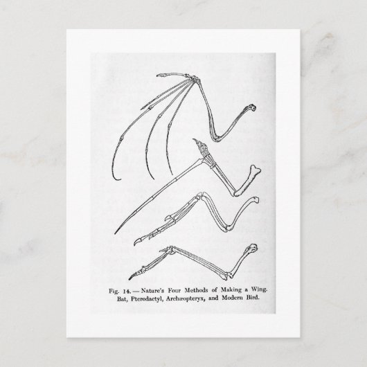 Postkarte der Natur mit vier Flügeln (Vorderseite)