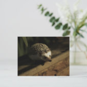 Postkarte der Neugier (Stehend Vorderseite)