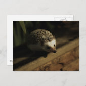 Postkarte der Neugier (Vorne/Hinten)