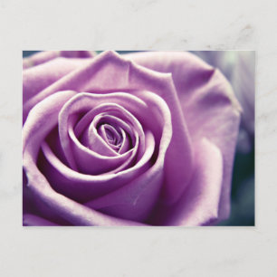Postkarte der pastelierten Rose (gedämpfte lila)