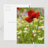 Postkarte - Der Rote Mohn (Vorne/Hinten)