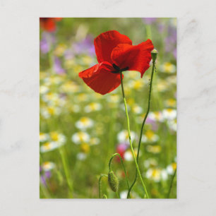 Postkarte - Der Rote Mohn