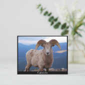 Postkarte der Schafe, Colorado (Stehend Vorderseite)