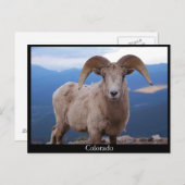 Postkarte der Schafe, Colorado (Vorne/Hinten)