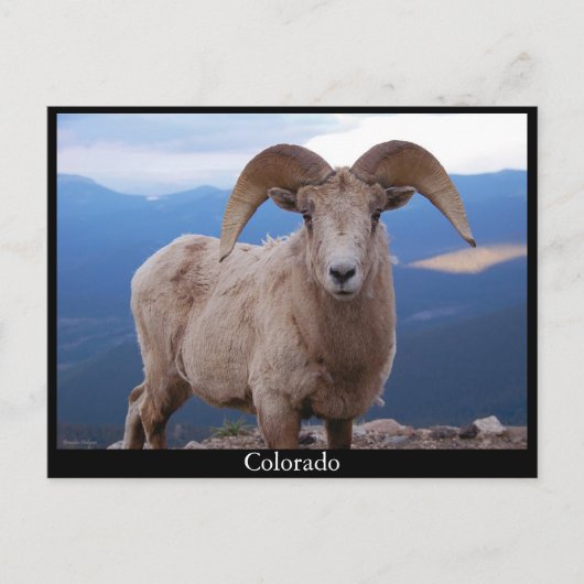 Postkarte der Schafe, Colorado (Vorderseite)