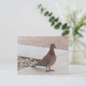 Postkarte der Taube, anpassen (Stehend Vorderseite)