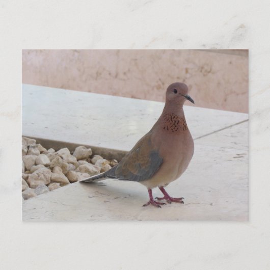 Postkarte der Taube, anpassen (Vorderseite)