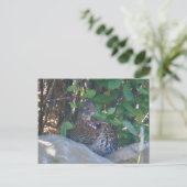 Postkarte der weiblichen Ruffed Grouse (Stehend Vorderseite)