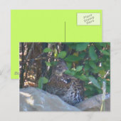 Postkarte der weiblichen Ruffed Grouse (Vorne/Hinten)