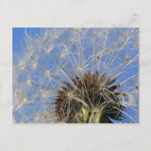 Postkarte der weißen Blume, Callan Park Rozelle