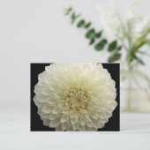 Postkarte der weißen Carnation (Stehend Vorderseite)