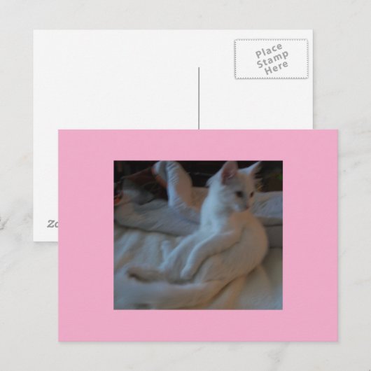 Postkarte der weißen Katze (Vorne/Hinten)