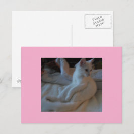 Postkarte der weißen Katze