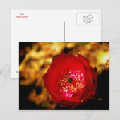 Postkarte der Wüste (Vorne/Hinten)