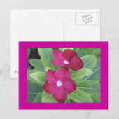 Postkarte der zweiten Blume (Vorne/Hinten)