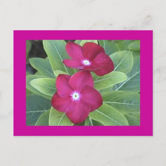 Postkarte der zweiten Blume (Vorderseite)