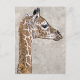 Postkarte des Afrikanischen Prinzen
