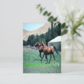 Postkarte des arabischen Pferdes (Stehend Vorderseite)