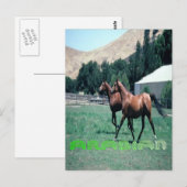 Postkarte des arabischen Pferdes (Vorne/Hinten)