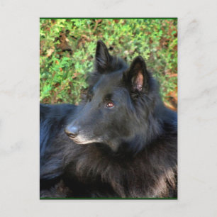 Postkarte des belgischen Hirten
