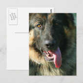 Postkarte des deutschen Hirten (Vorne/Hinten)