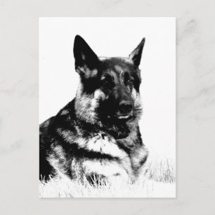 Postkarte des deutschen Hirten