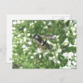 Postkarte des gestrichenen Hornets (Vorne/Hinten)