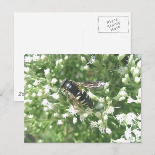 Postkarte des gestrichenen Hornets (Vorne/Hinten)