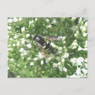 Postkarte des gestrichenen Hornets
